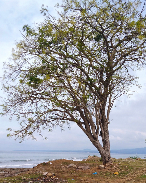 Gambar 12